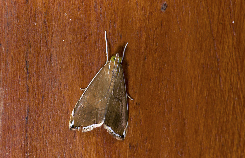 Crambidae; Evergestinae; Trischistognatha pyrenealis  9907.jpg