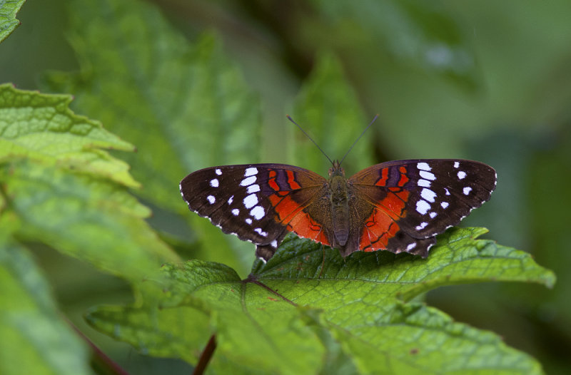 Butterfly  0950.jpg