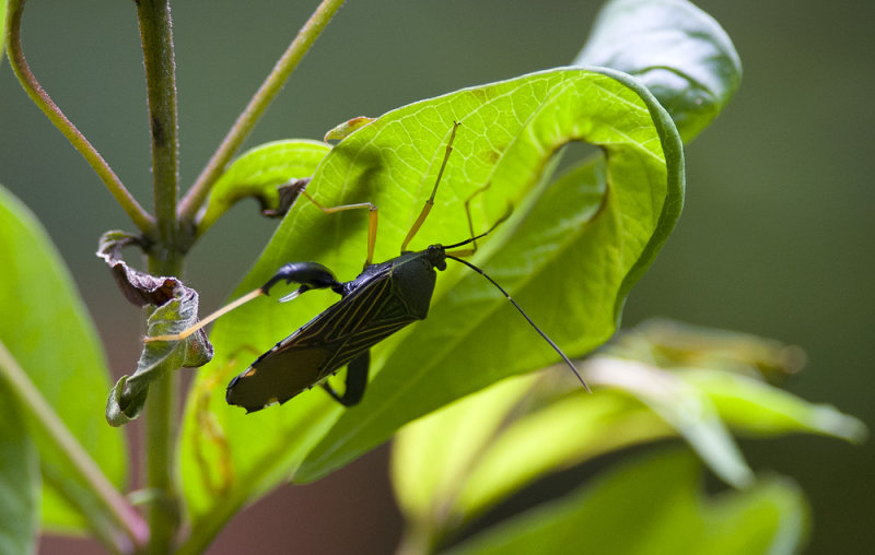 bug  3316.jpg
