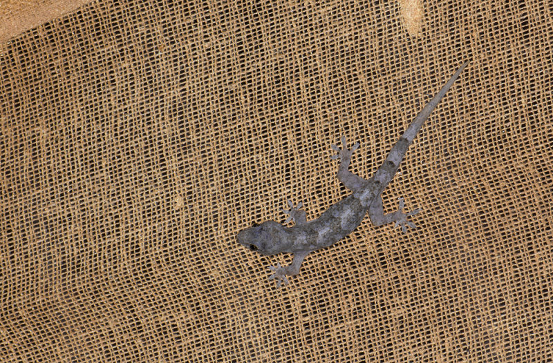 Hemidactylus mabouia  4850.jpg