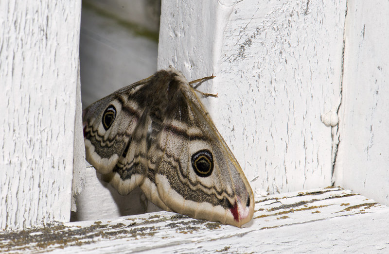 1957  Saturnia pavonia   3155.jpg