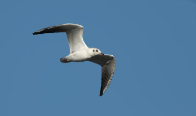Black-headed Gull  3675.jpg