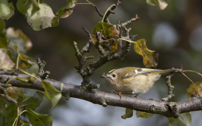 Goldcrest  0260.jpg