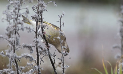 Greenfinch 1033.jpg