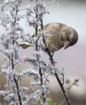 Greenfinch  1053.jpg