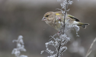 Greenfinch  1084.jpg