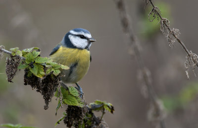 Blue Tit  2026.jpg