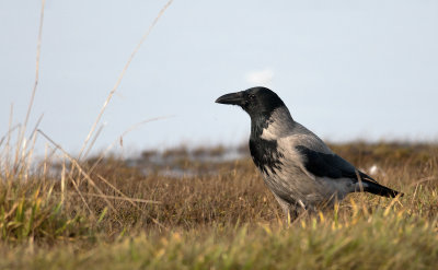 Hooded Crow  1896.jpg