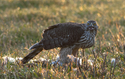 Goshawk  1466.jpg