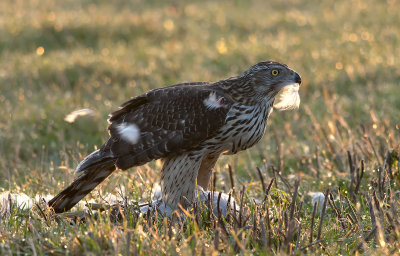 Goshawk