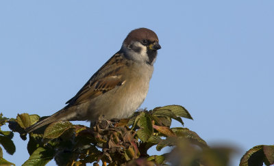Tree Sparrow  0262.jpg