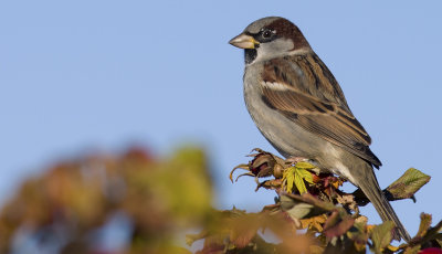 House Sparrow  0294.jpg