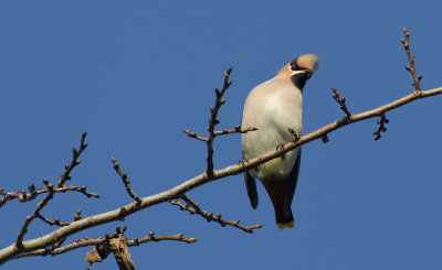 Waxwing  0822.jpg