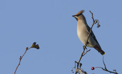 Waxwing  0871.jpg