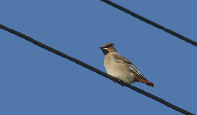 Waxwing  0877.jpg