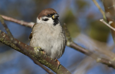 Tree Sparrow  0917.jpg