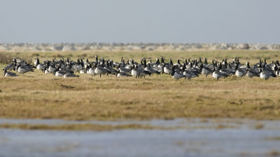 Barnacle Goose  1570.jpg