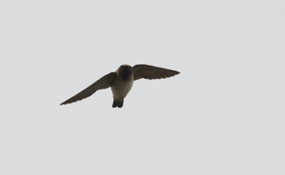 American Cliff Swallow  6090.jpg