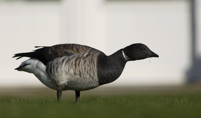 Brent Goose