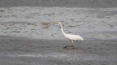 Great White Egret