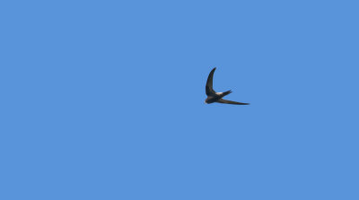 Swift  5339.jpg