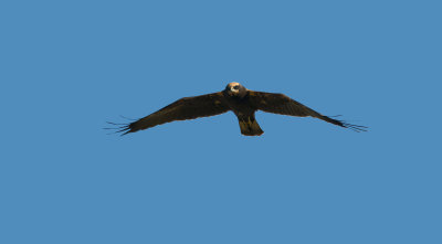 Marsh Harrier