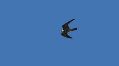 Hobby  5414.jpg
