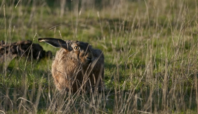 Lepus europaeus  0267.jpg