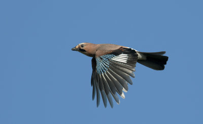 Jay