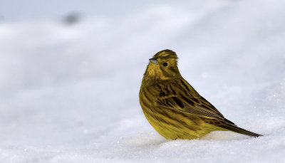 Yellowhammer  8161.jpg