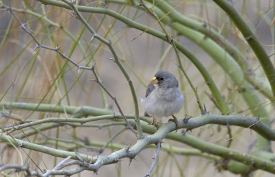 Cinerous Finch 8356.jpg