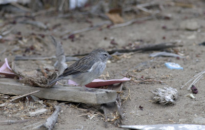 Ash-breasted Sierra-finch 8333.jpg