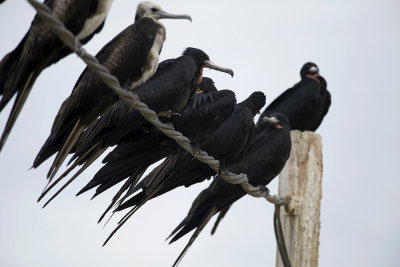 Magnificent Frigatebird 8393.jpg