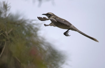 Long-tailed Mockingbird 8396.jpg