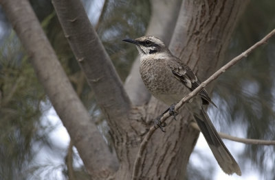 Long-tailed Mockingbird 8399.jpg