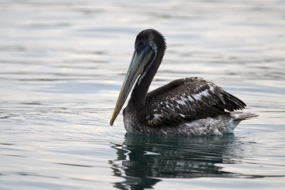Peruvian Pelican 8409.jpg