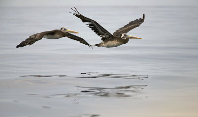 Peruvian Pelican 8429.jpg