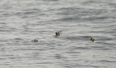 Red-necked Phalarope 8445.jpg
