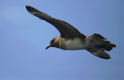 Pomarine Skua 8567.jpg
