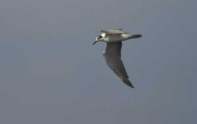 Black Tern 8729.jpg