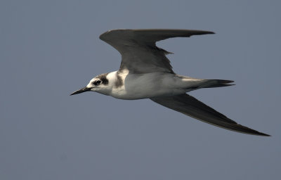 Black Tern 8769.jpg