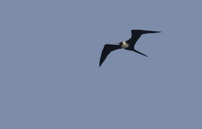 Magnificent Frigatebird 8820.jpg