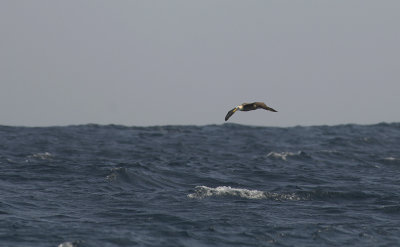 Waved Albatross 8843.jpg