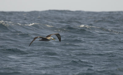 Waved Albatross 8861.jpg