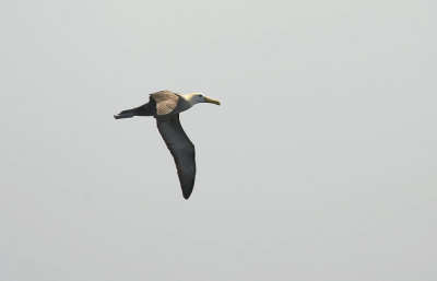 Waved Albatross 8872.jpg