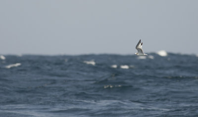 Sabines Gull 8883.jpg