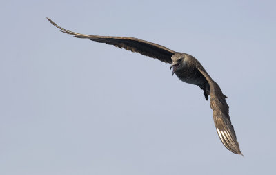 Pomarine Skua 8897.jpg