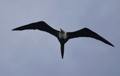 Magnificent Frigatebird 8966.jpg