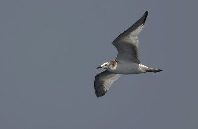 Sabines Gull 9071.jpg