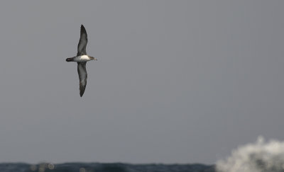 Pink-footed Shearwater 9092.jpg